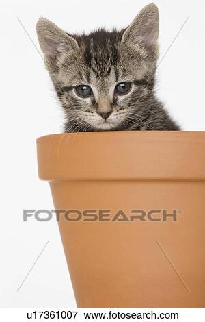 Kitten in terra cotta pot View Large Photo Image Stock Photo - Kitten in terra cotta pot. Fotosearch