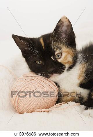 Kitten laying on ball of string View Large Photo Image Stock Photograph - Kitten laying on ball of string. Fotosearch