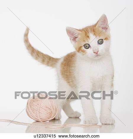 Kitten next to ball of string View Large Photo Image Stock Photography - Kitten next to ball of string. Fotosearch