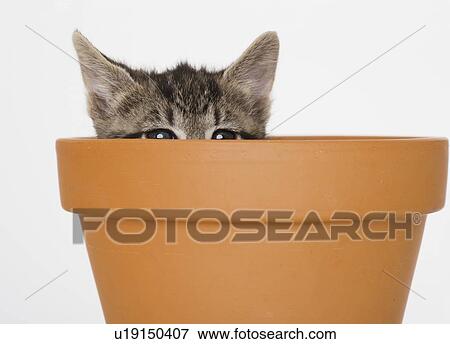 Stock Photo - Kitten peeking out of terra cotta pot. Fotosearch
