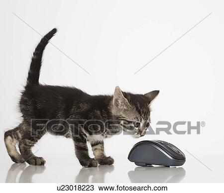 Stock Image - Kitten smelling computer mouse. Fotosearch