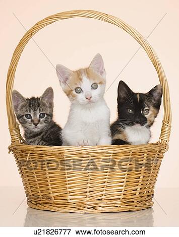Stock Photo - Kittens in basket. Fotosearch