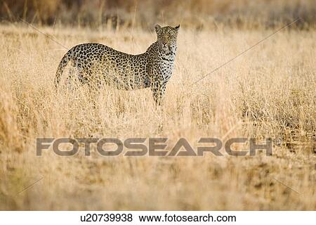 Stock Photo - Leopard standing in grass. Fotosearch