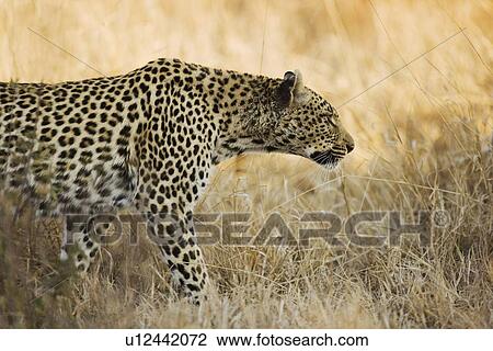 Leopard walking through grass View Large Photo Image Stock Image - Leopard walking through grass. Fotosearch