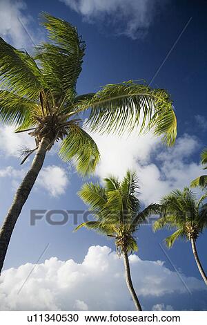 Stock Image - Low angle view of palm trees. Fotosearch