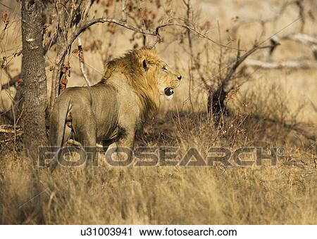 Stock Image - Male lion next to tree. Fotosearch