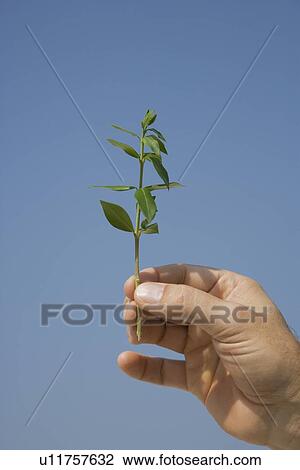 Man holding small plant View Large Photo Image Stock Image - Man holding small plant. Fotosearch