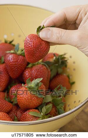 Man holding strawberry over colander View Large Photo Image Stock Photography - Man holding strawberry over colander. Fotosearch