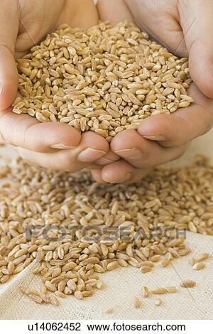 Person holding handful of grain View Large Photo Image Stock Image - Person holding handful of grain. Fotosearch