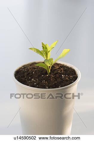 Plant growing in pot View Large Photo Image Stock Image - Plant growing in pot. Fotosearch