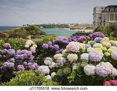 Scenic view of coastline with flowers in foreground View Large Photo Image Stock Photo - Scenic view of coastline with flowers in foreground. Fotosearch
