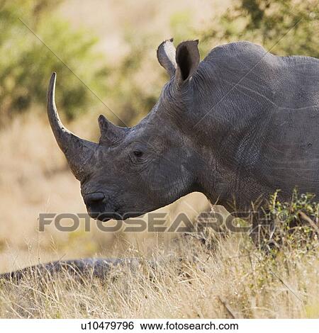 Stock Photograph - Side view of rhinoceros. Fotosearch