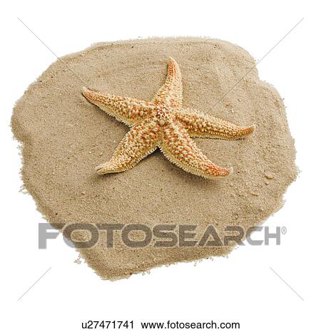 Starfish on sand View Large Photo Image Stock Image - Starfish on sand. Fotosearch