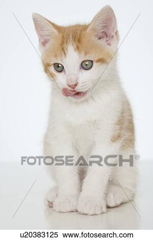Studio shot of kitten View Large Photo Image Stock Photography - Studio shot of kitten. Fotosearch