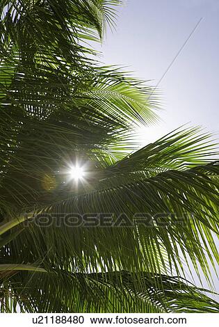 Stock Image - Sun shining through palm tree. Fotosearch