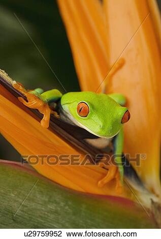 Stock Image - Tree frog on flower. Fotosearch