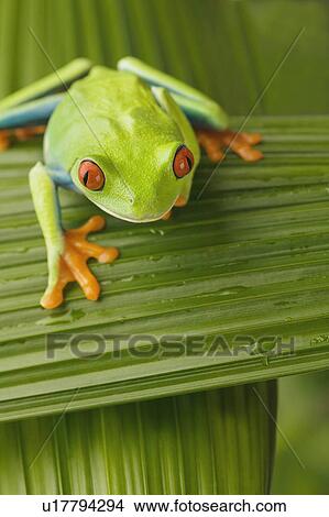 Picture - Tree frog on leaf. Fotosearch
