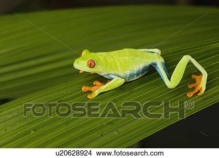 Tree frog on leaf View Large Photo Image Picture - Tree frog on leaf. Fotosearch