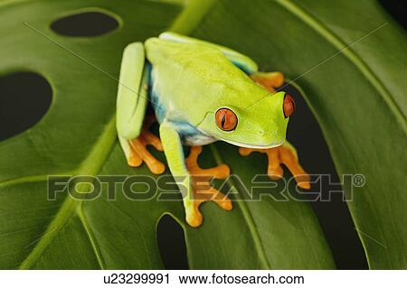 Tree frog on leaf View Large Photo Image Stock Image - Tree frog on leaf. Fotosearch