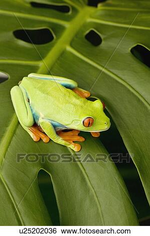 Stock Photograph - Tree frog on leaf. Fotosearch
