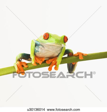 Tree frog on stem View Large Photo Image Picture - Tree frog on stem. Fotosearch