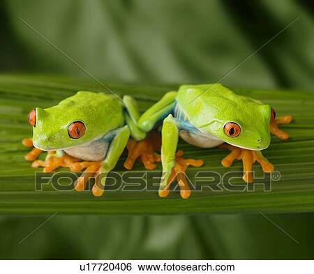 Stock Photograph - Tree frogs on leaf. Fotosearch