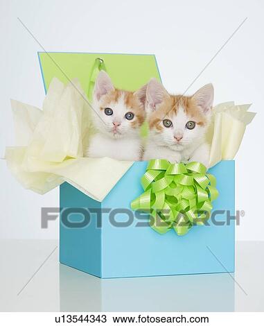 Stock Image - Two kittens in gift box. Fotosearch