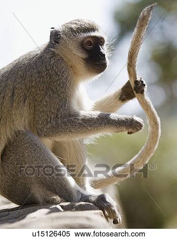 Vervet monkey holding tail View Large Photo Image Stock Photography - Vervet monkey holding tail. Fotosearch
