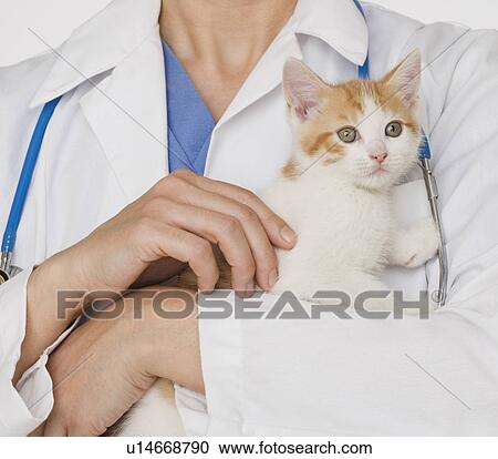 Stock Image - Veterinarian holding kitten. Fotosearch