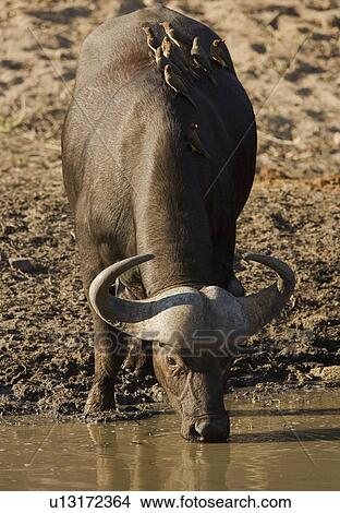 Water buffalo with birds on back View Large Photo Image Picture - Water buffalo with birds on back. Fotosearch