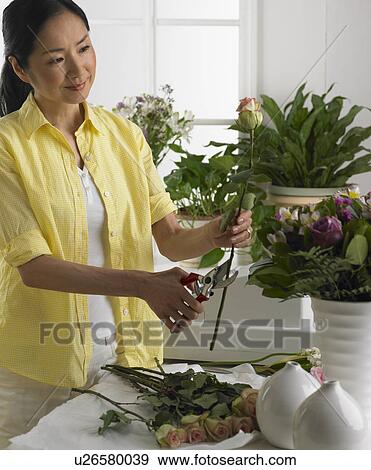 Woman cutting and arranging flowers View Large Photo Image Stock Photo - Woman cutting and arranging flowers. Fotosearch