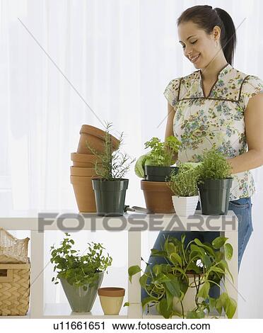 Woman potting plants View Large Photo Image Stock Image - Woman potting plants. Fotosearch