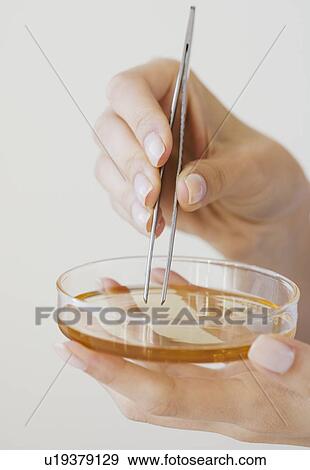 Woman removing strip from petri dish with tweezers View Large Photo Image Stock Photo - Woman removing strip from petri dish with tweezers. Fotosearch