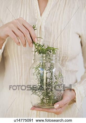 Woman taking herbs out of jar View Large Photo Image Stock Image - Woman taking herbs out of jar. Fotosearch