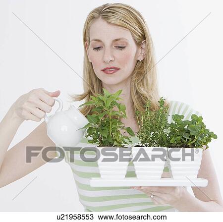 Woman watering herbs in pots View Large Photo Image Stock Image - Woman watering herbs in pots. Fotosearch
