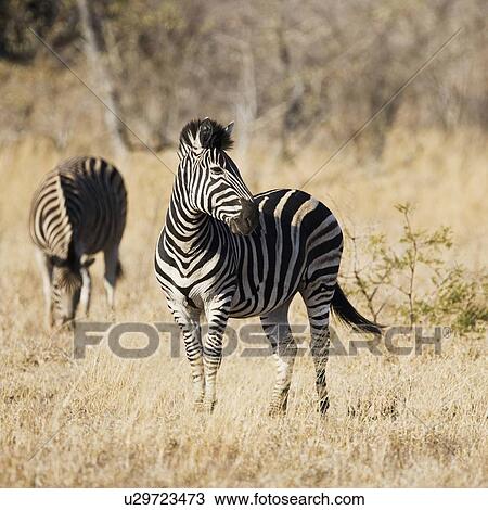 Stock Image - Zebras standing in grass. Fotosearch