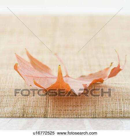 Stock Photography - A single autumn leaf. Fotosearch