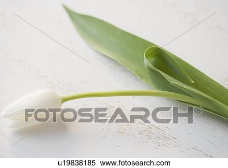 A single white tulip View Large Photo Image Stock Photography - A single white tulip. Fotosearch