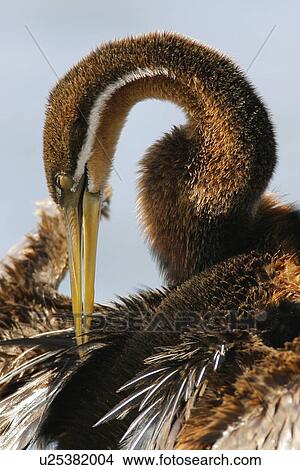 African Darter cleaning feathers, Marievale Bird Sanctuary, South Africa View Large Photo Image Picture - African Darter cleaning feathers, Marievale Bird Sanctuary, South Africa. Fotosearch