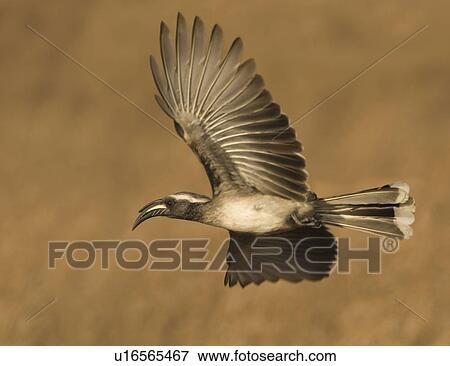 African Grey Hornbill in flight, Greater Kruger National Park, South Africa View Large Photo Image Stock Photo - African Grey Hornbill in flight, Greater Kruger National Park, South Africa. Fotosearch