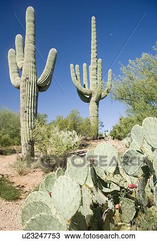 Stock Image - Assorted cactus in desert, Arizona, United States. Fotosearch