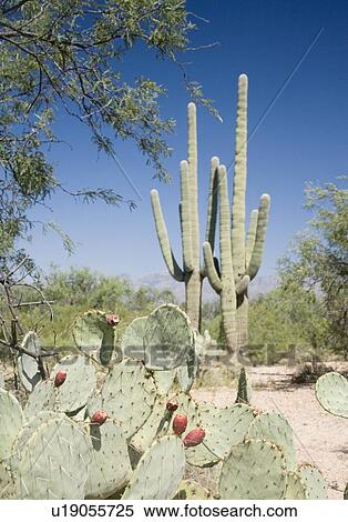 Stock Photography - Assorted cactus in desert, Arizona, United States. Fotosearch