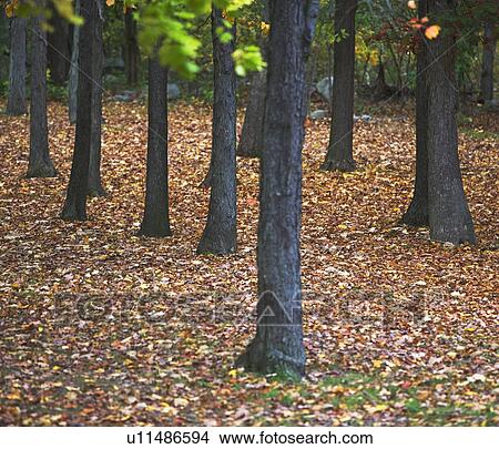 autumn scene View Large Photo Image Picture - autumn scene . Fotosearch