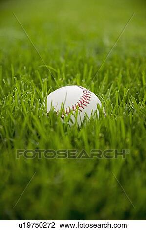 Stock Image - Baseball laying on grass. Fotosearch