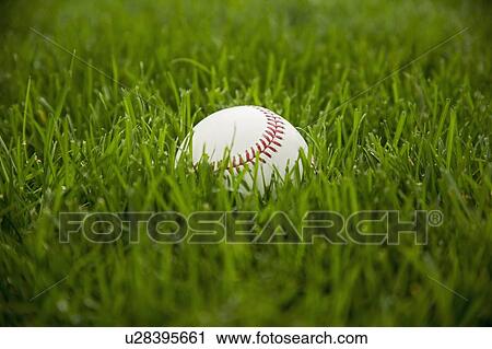 Baseball laying on grass View Large Photo Image Stock Image - Baseball laying on grass. Fotosearch