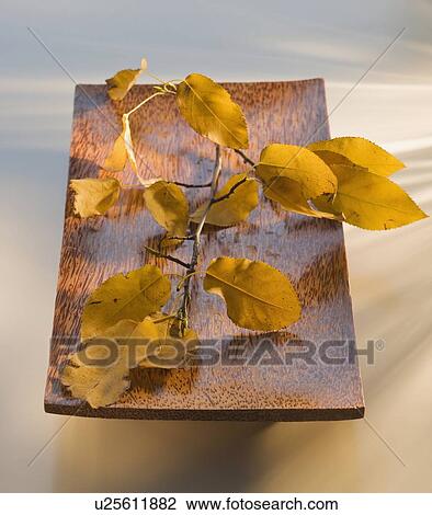 Stock Image - Branch and leaves on wooden tray. Fotosearch