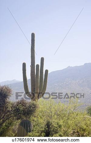 Picture - Cactus with mountain in background, Arizona, United States. Fotosearch