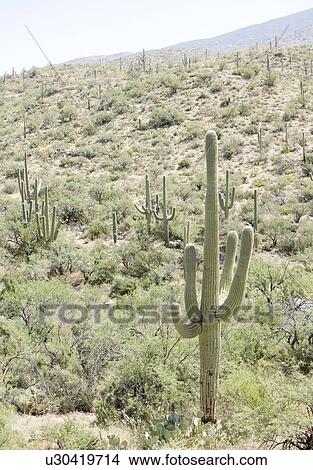 Picture - Cactus with mountain in background, Arizona, United States. Fotosearch