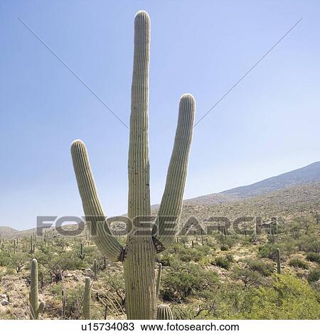 Cactus with mountain in background, Arizona, United States View Large Photo Image Stock Image - Cactus with mountain in background, Arizona, United States. Fotosearch