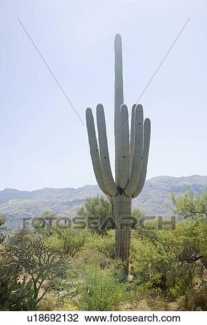 Stock Image - Cactus with mountain in background, Arizona, United States. Fotosearch